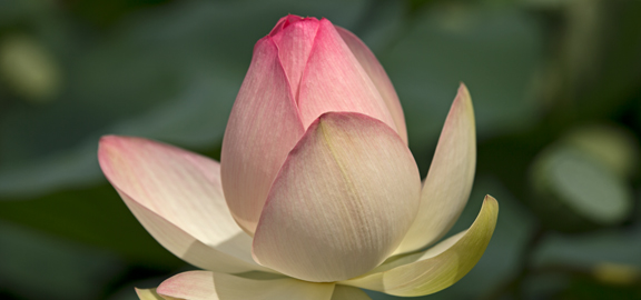 Lotus Flower